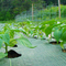 3m Wide Landscaping Grade Industrial Grade Wearing Mating 3x 50 برای باغ سبزیجات